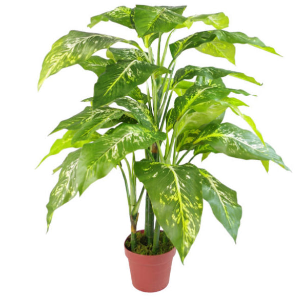 aglaonema foxii Fox's Aglaonema (Spotted Evergreen) Tree