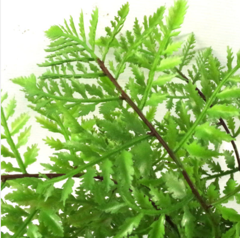 30cm Artificial Potted Southern Wood Fern - Treesy Green